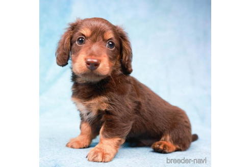 成約済の東京都のミニチュアダックスフンド(ロングヘアード)-194355の2枚目